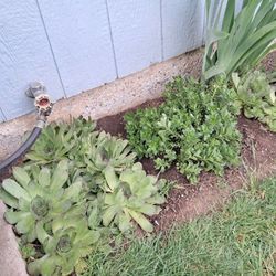 Giant Hens And Chick's Succulents 