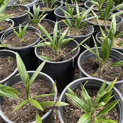 Chinese Windmill Palm Trees