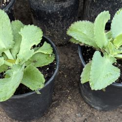 Kalanchoe Plans $12 Each Price Firm 