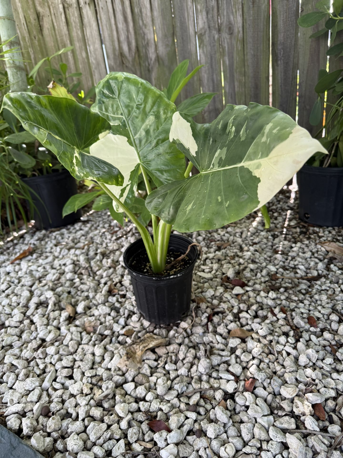 Variegated Elephant Ear / Alocasia Macrorrhiza Variegated