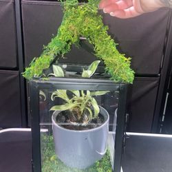 Real Muscle Shell Plant Propagation Decor