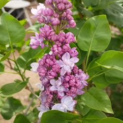 Lilac Plants And Bushes