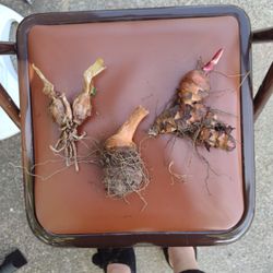 Canna, Elephant Ears, Persian Lily Bulbs