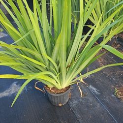 blue iris  huge About 3 feet tall and full Best plant for fencing hedges and privacy low maintenance fast growing plants. 
