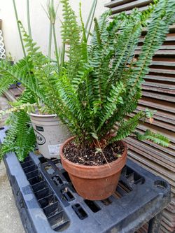 Fern