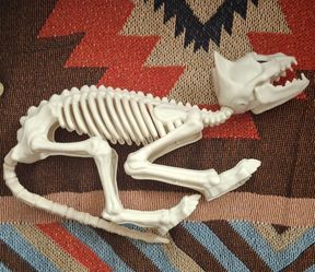 Halloween skeleton cat