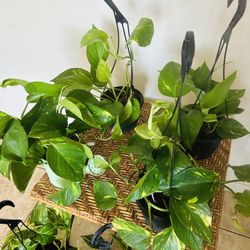 Golden Pothos Live Houseplants Home Decor - 10 each / Live Plants