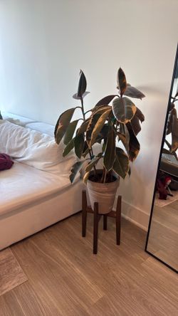 Variegated Rubber Plant with Pot and Stand