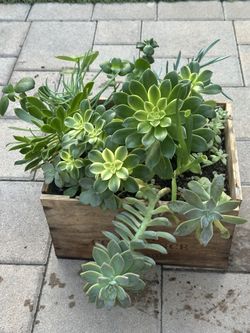 Assorted Succulent Plants 