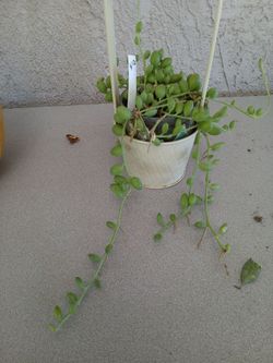 Tira de sandia