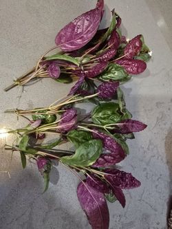 Purple Waffle Cuttings