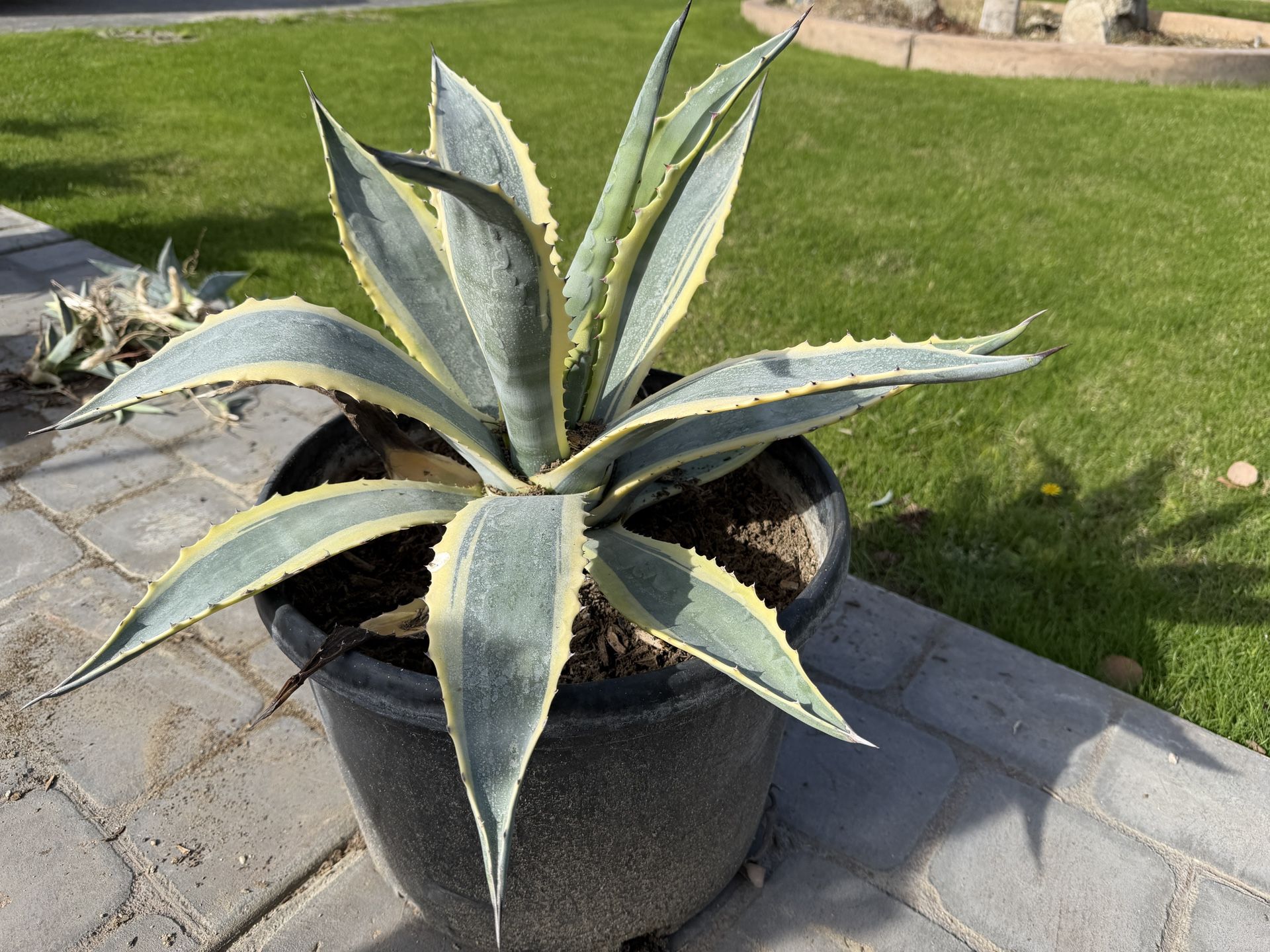 Agave americana Variegata — 10 Gallon (Variegated Century Plant-1x In Stock!)