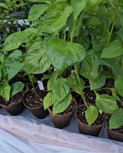 Vegetable, Fruit, And Herb Plants