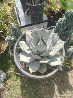 Artichoke a got me plant blue