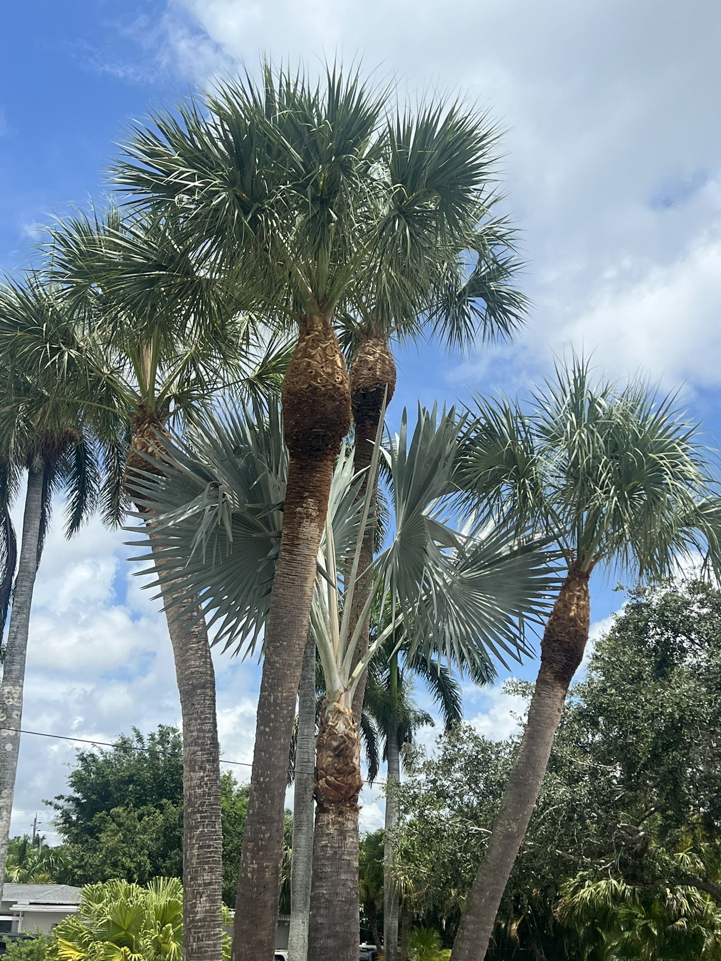 Palm Trimming