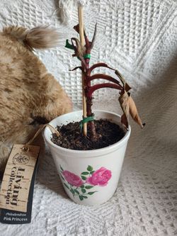 Plant rescue (FREE)