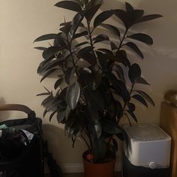 Rubber plant (moving sale)