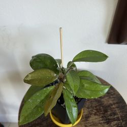 Hoya Carnosa Splash Houseplant 