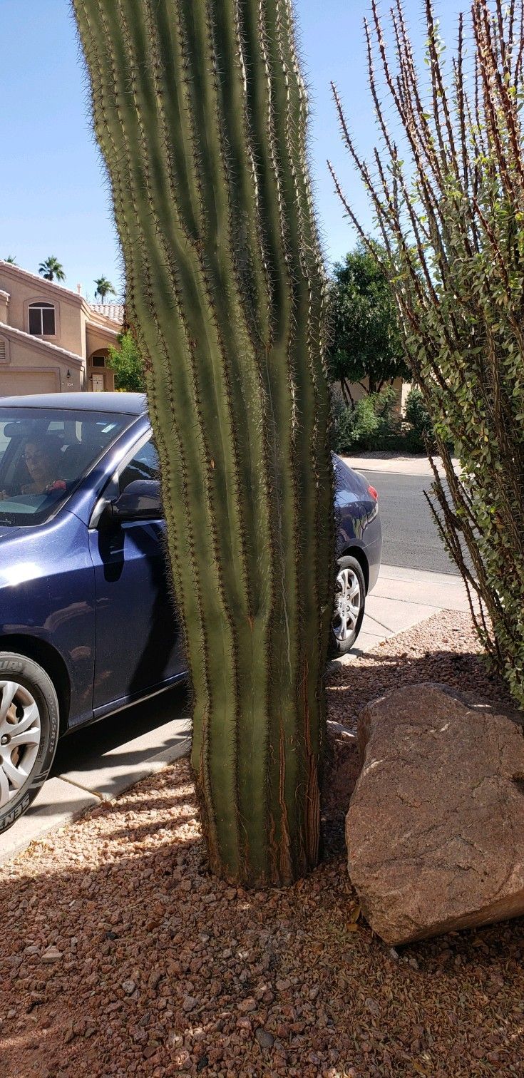 Large Saguaro Cactus for Sale in Gilbert, AZ OfferUp