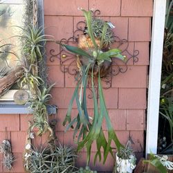 Metal Wall Art With Staghorn Fern 