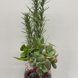 Succulent and Rosemary - Arrangement Aeonium Haworthii 'Kiwi cactus Cacti Succulent real live plant