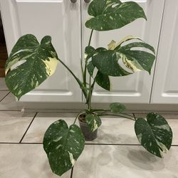Monstera Thai Constellation Plant