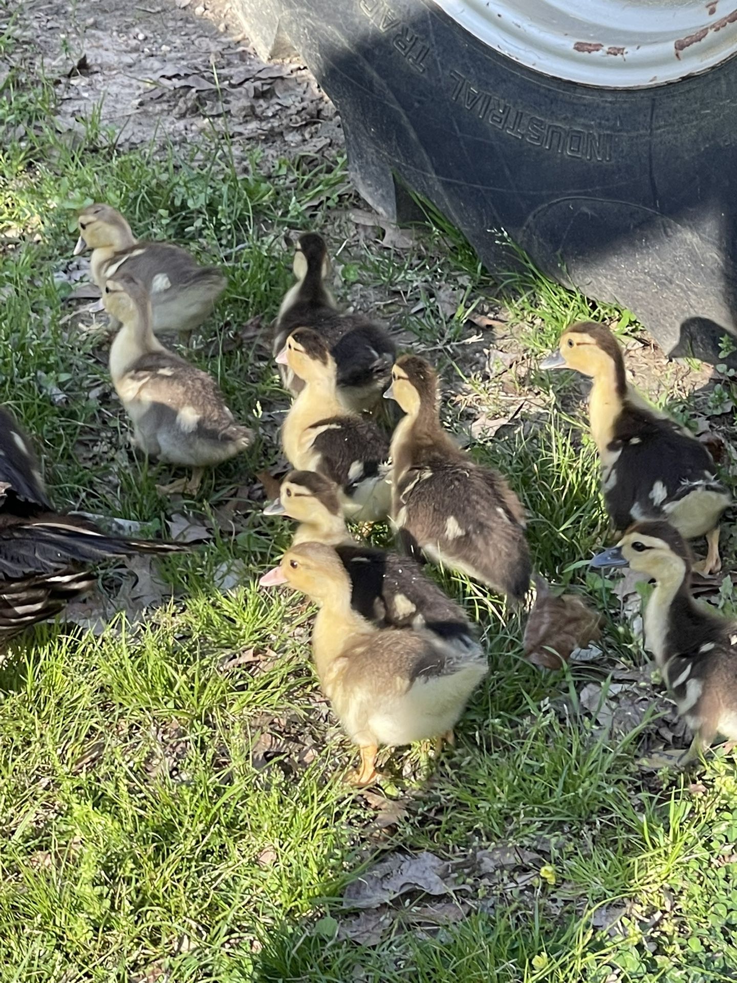 Baby Ducks And Fresh Chicken Eggs