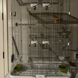 Bird Cage