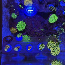 Fake Coral 