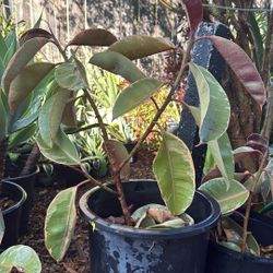rubber plants 5gal