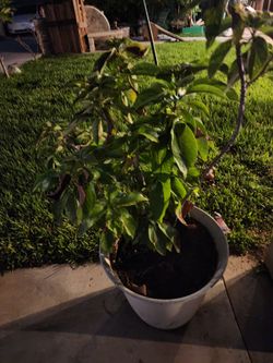 Avocado tree