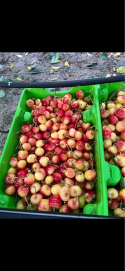 Rainier cherries