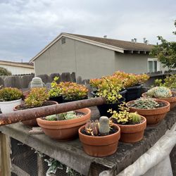 Plantas