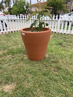 Terra Cotta Pot Comes w/plant For FREE!