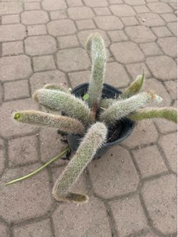 Monkey tail cactus