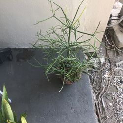 One Plant