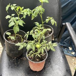 Tomato plant