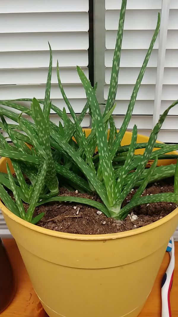 Repotted aloe plant for Sale in Virginia Beach, VA OfferUp