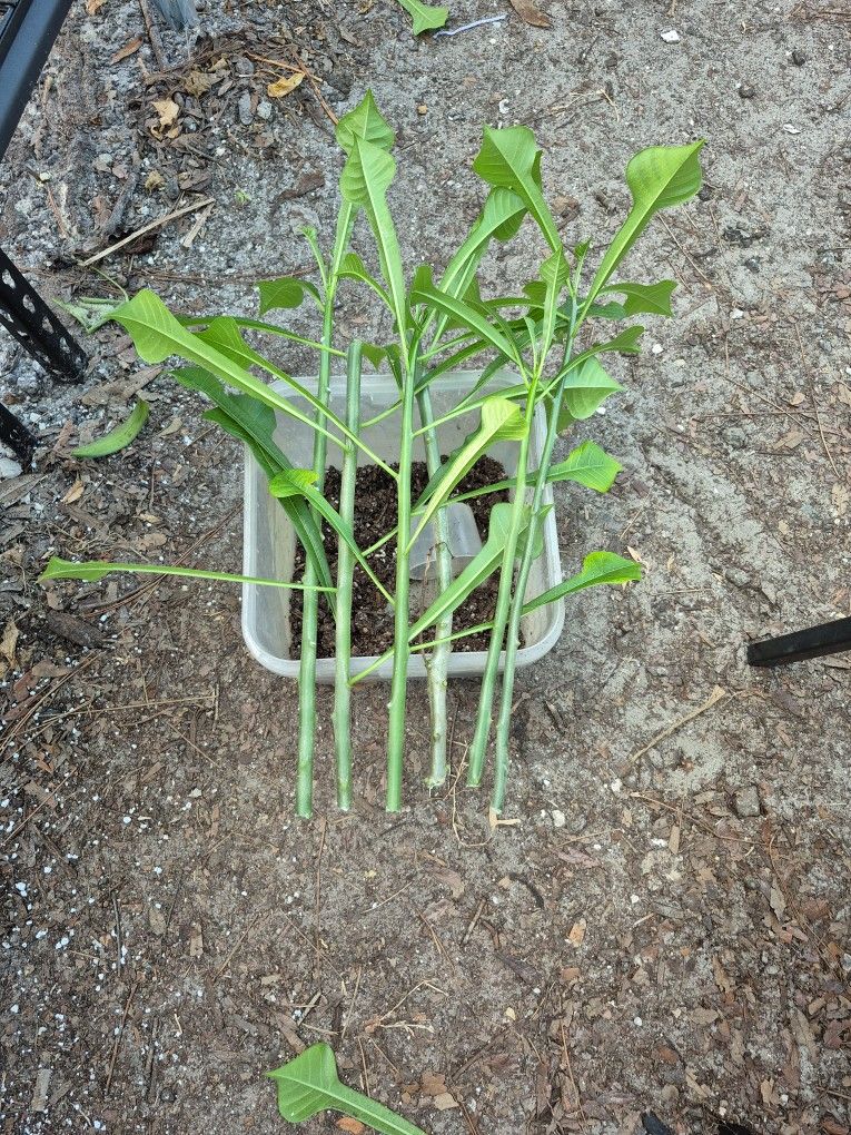 Plumeria Pudica Plant #6 Clippings 