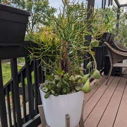 XXL LIVE CACTI/SUCCULENTS POT ON SALE