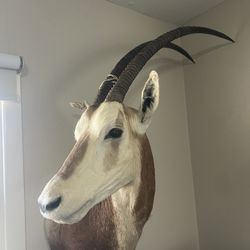 Scimitar Oryx Shoulder Mount 