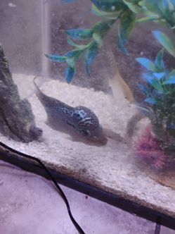 Fish tank