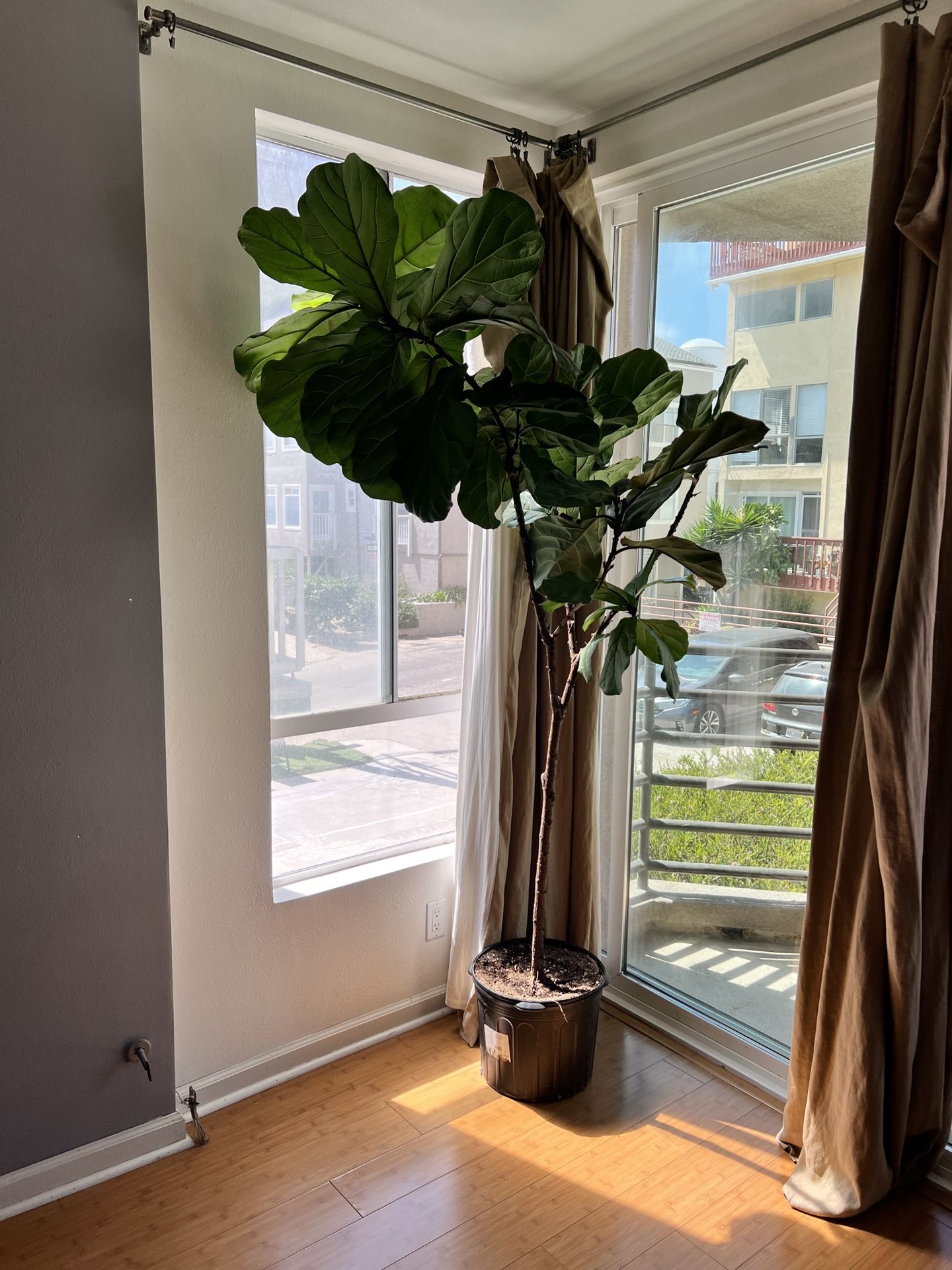 Plant
