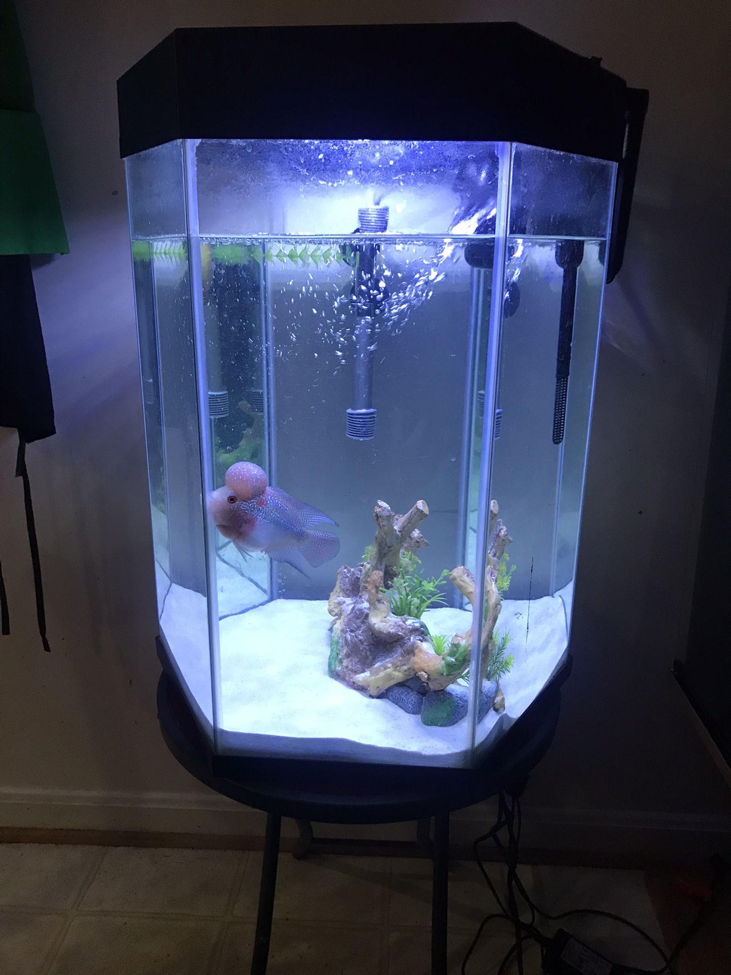 Hex Fish Tank 