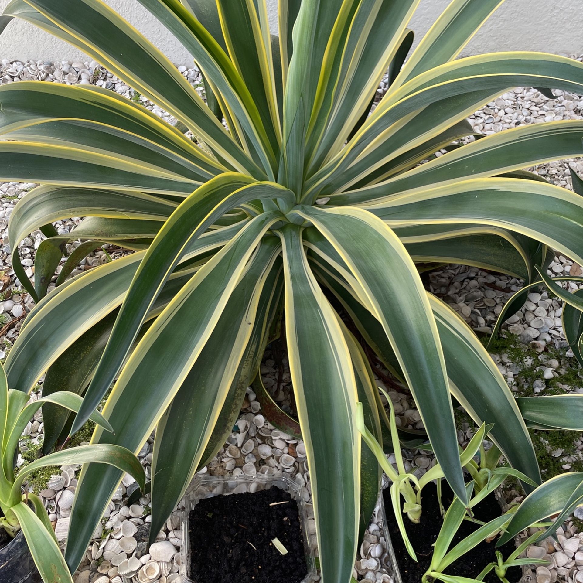 Agave Plant For Sale for Sale in Tampa, FL OfferUp