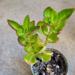 $10 Kalancho Plant In Recycled/Upcycled Plastic Container  W/ Acrylic Paint & Anti UV Sealing Spray