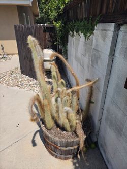 Large cactus
