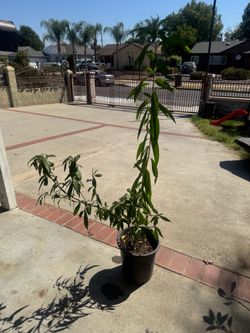 August pride Peach tree fruit tree