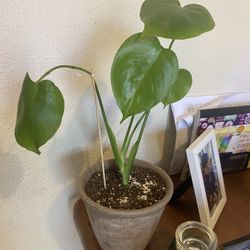 Monstera Plant 