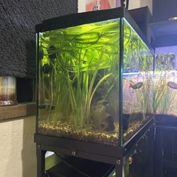 20 gal tank